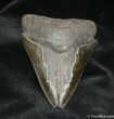 Bargain Megalodon Tooth - Serrated #941-1